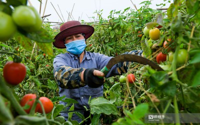 Hà Nội: Nông dân ngậm ngùi vứt bỏ củ cải, cà chua đầy đồng