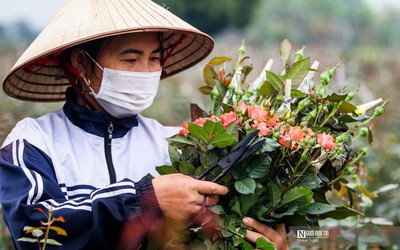 Hà Nội: Nông dân tất bật thu hoạch hoa phục vụ ngày 8/3