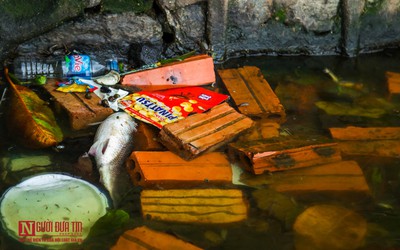 Nước hồ Tây chuyển màu xanh rêu đậm, nhiều dấu hiệu ô nhiễm