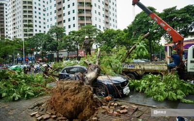 Hà Nội: Cây xanh bật gốc hàng loạt, đè bẹp ô tô sau mưa lớn