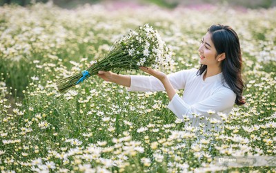 Hà Nội: Thiếu nữ chen chân khoe dáng bên cúc họa mi cuối vụ