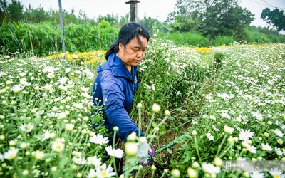 Người dân tất bật thu hoạch cúc họa mi cuối vụ