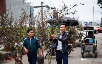 Hoa rừng xuống phố Hà Nội, giá cao vẫn hút khách sắm Tết sớm