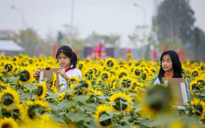 Rủ nhau "sống ảo" với vườn hoa hướng dương giữa trung tâm Tp.Hải Dương