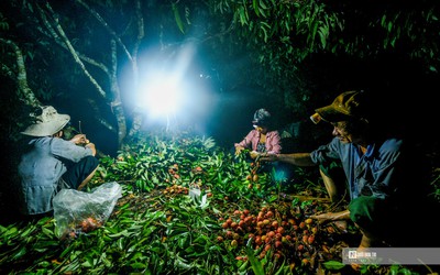 Hải Dương: Nông dân tất bật thu hoạch vải Thanh Hà sớm