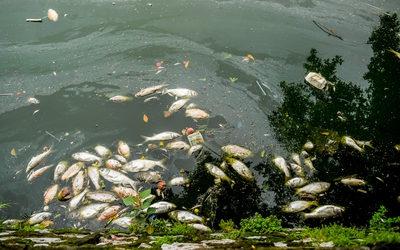 Hà Nội: Cá chết hàng loạt, bốc mùi hôi thối nồng nặc trên Hồ Tây