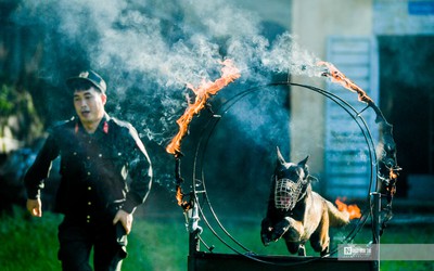 Mãn nhãn xem cảnh khuyển vượt rào lửa, tìm ma túy