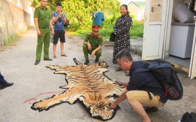 May mắn được giải cứu, "chúa sơn lâm" gần 2,5 tạ thoát khỏi lò nấu cao