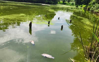 Nước suối đổi màu xanh rêu khiến cá lăn ra chết, trại lợn có vô can?