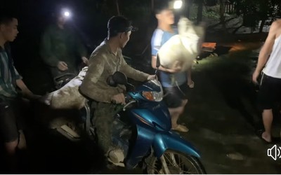 Dân “hò nhau” vớt hàng trăm con lợn bị lũ cuốn trôi
