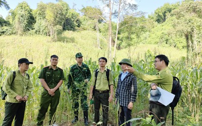 Kết quả kiểm tra thông tin 3,2ha rừng đặc dụng bị chặt phá