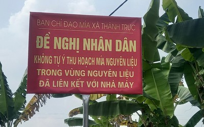 Xã thay biển “cấm bán mía” bằng đề nghị nhân dân không tự ý thu hoạch