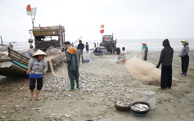 Ngư dân Thanh Hóa trúng đậm mùa đánh bắt cá trích đầu năm mới