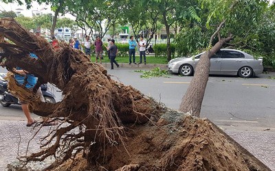 TP.HCM: Mưa dông, lốc kéo đổ cây xanh, nhiều nhà bị tốc mái