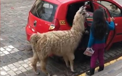 Video: Lạ lùng lạc đà Peru đi…taxi