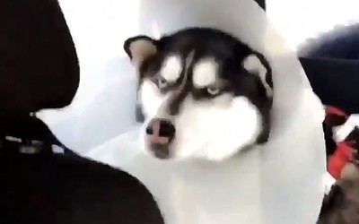 Video: Chết cười với "khuôn mặt đáng thương" của chú Husky hờn dỗi