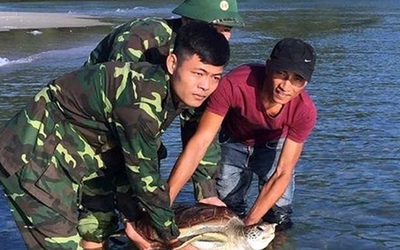 Giải cứu 2 cá thể rùa biển quý hiếm ở biển Thừa Thiên - Huế