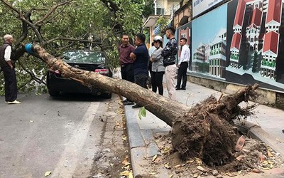 Hà Nội: Cây lớn bật gốc đổ ập xuống ô tô đỗ ven đường