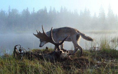 Mỹ “nhập khẩu” sói Canada để xử lý với nạn bùng nổ số lượng nai sừng tấm