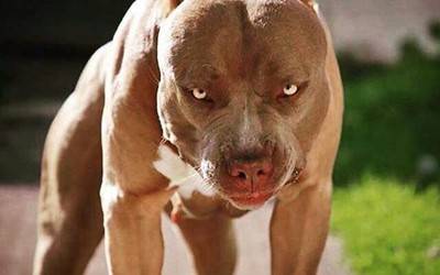 Hà Nội: Bé 3 tuổi bị chó Pitbull bứt xích cắn nát đùi