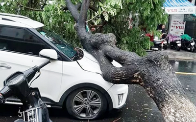 Mưa to kèm theo gió lớn quật đổ hàng loạt cây xanh ở Đà Nẵng