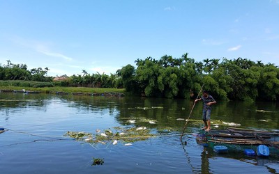 Huế: Hé lộ nguyên nhân hàng chục tấn cá bỗng lăn ra chết