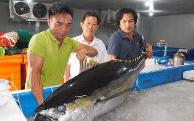 Đầu bếp nổi tiếng thế giới đến Bình Định làm đại tiệc cá ngừ miễn phí