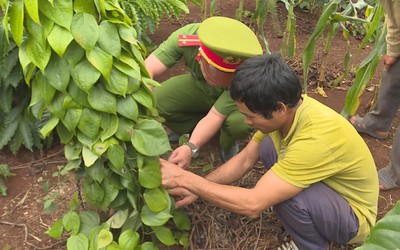 Làm rõ một đối tượng chặt phá, trộm cây trồng của người dân