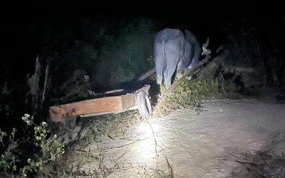 Đắk Lắk: Phát hiện thêm vụ phá rừng quy mô lớn