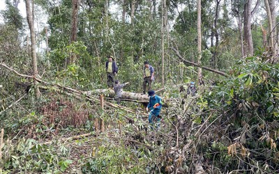 Đắk Nông: Điều tra vụ phá rừng quy mô lớn