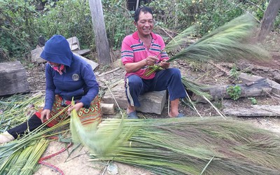 Mùa hái “lộc trời” ở Đắk Lắk