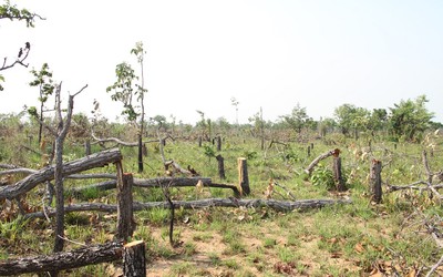Đề nghị khẩn trương điều tra, làm rõ các vụ phá rừng ở Đắk Lắk