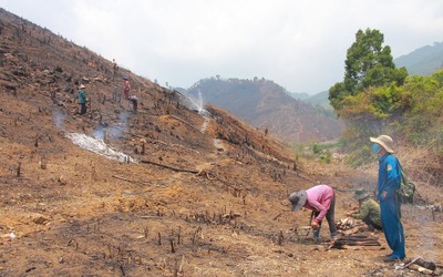 Đắk Lắk: Đề nghị xử lý tình trạng phá rừng trái phép