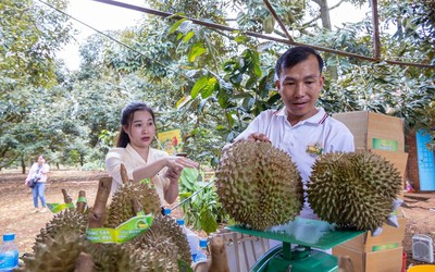 Lễ hội sầu riêng Krông Pắk lần thứ I thành công vượt mong đợi