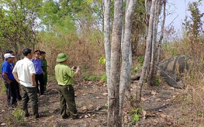 Đắk Lắk: Một cá thể voi chết trong khu du lịch sinh thái