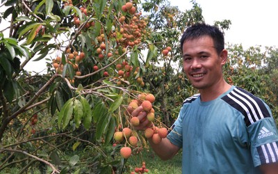 Nông dân thu tiền tỷ nhờ trồng vải u hồng