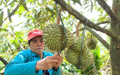 Để sầu riêng phát triển bền vững, doanh nghiệp và nông dân cần hợp tác chặt chẽ