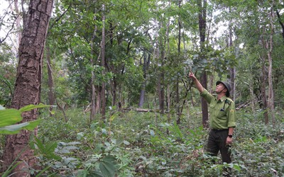 Phía sau những cánh rừng: Gian nan bài toán giữ chân người giữ rừng (Bài 4)