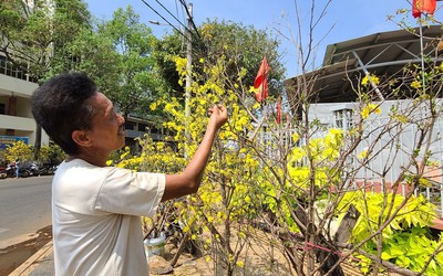 Mai rừng xuống phố tỏa sắc đón xuân