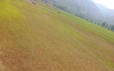 Đắk Lắk: Nỗ lực ứng phó với khô hạn