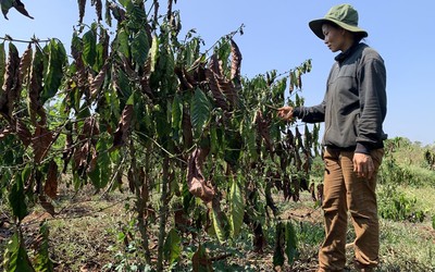 Đắk Nông: Hơn 11.000ha cây trồng giảm năng suất do hạn hán, thiếu nước