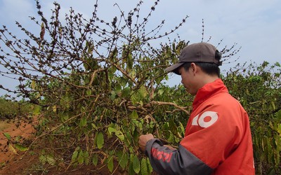 Đắk Lắk: Rệp sáp phát sinh, gây hại trên nhiều diện tích cà phê