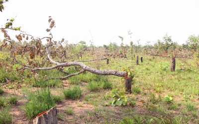 Đắk Lắk: Tình trạng phá, lấn chiếm đất rừng vẫn diễn biến phức tạp