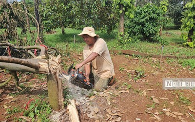 Hàng trăm hộ dân bị thiệt hại gần 100 tấn sầu riêng do giông lốc