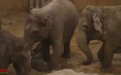 Video: Voi mẹ rơi nước mắt vì không thể cứu con, cả đàn voi cúi đầu