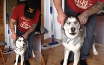 Video: Husky biến thành "xe phân khối lớn" khi chủ nhân ngồi lên lưng