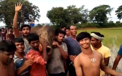 Video: Hàng trăm dân làng tập trung cứu chú voi con đang thoi thóp