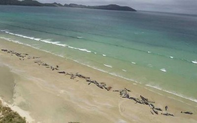 Video: Hàng trăm con cá voi chết bí ẩn, trôi dạt vào bờ biển New Zealand