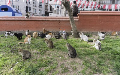 Video: Thành phố có hàng triệu con mèo lang thang trên phố