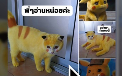 Video: Mèo cưng nổi như cồn vì hóa Pikachu sau khi chữa nấm